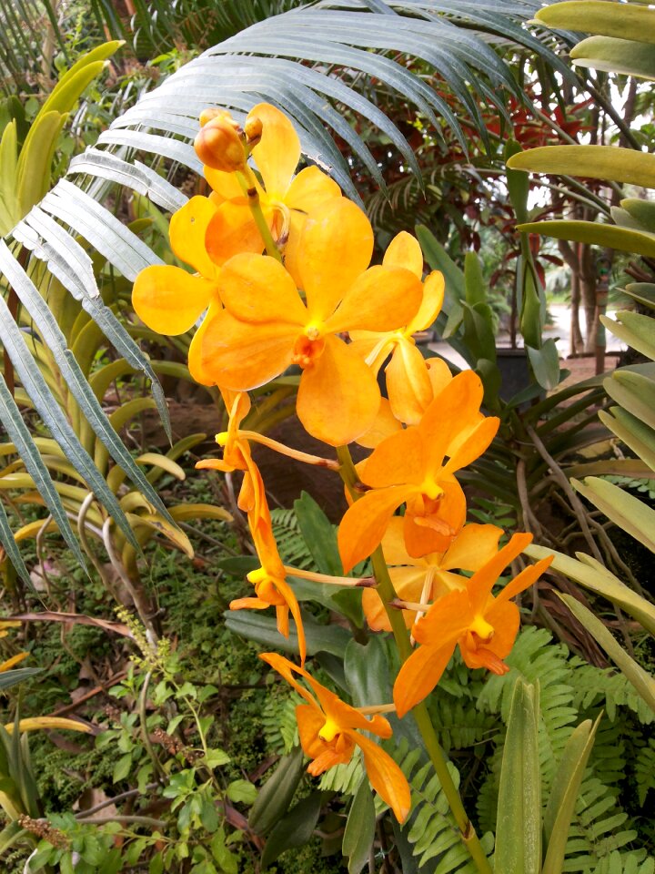Orchid flowers nature