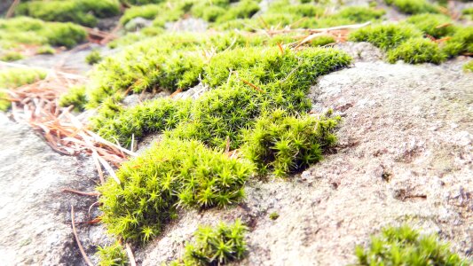 Spring rock landscape