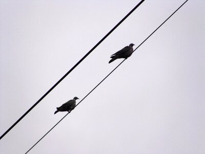 Birds nature animal