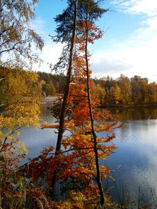 Deciduous tree water water-level photo