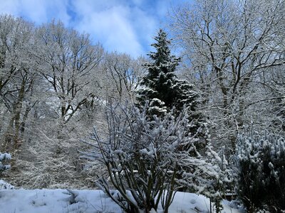 Snow trees wintry photo