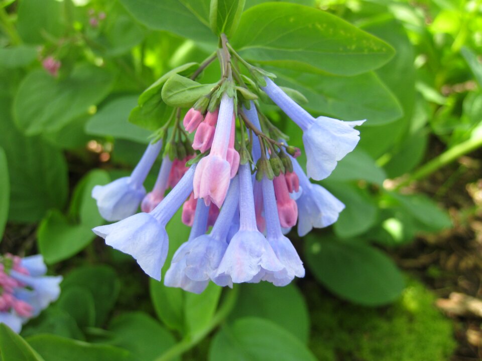 Wildflower spring