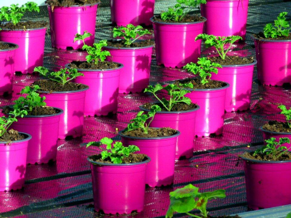 Color violet plants