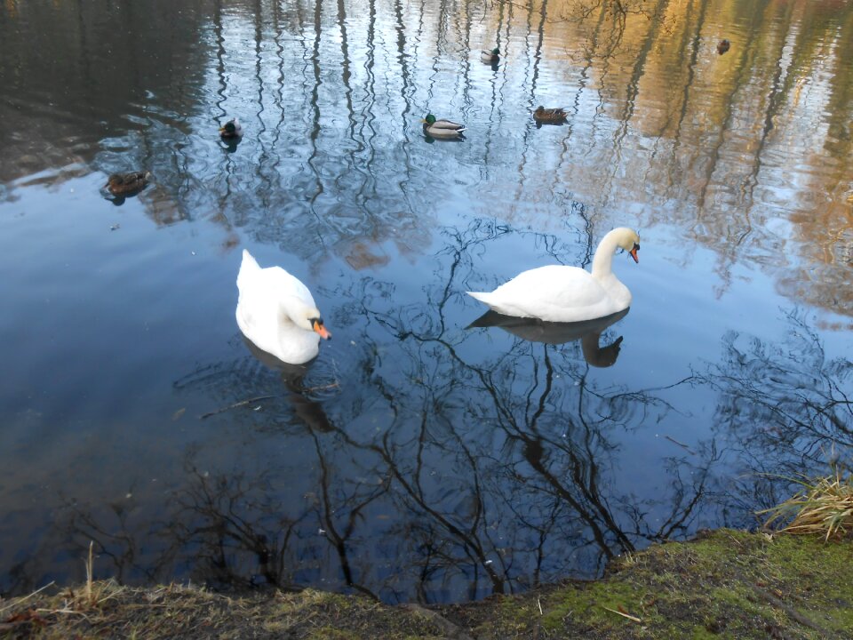 Swan swans water bird