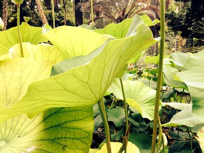Aquatic plant lily pad nature