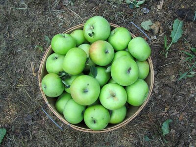 Basket gray apple