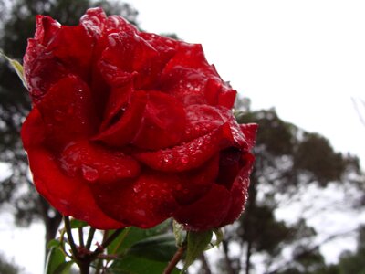 Botany rocio red