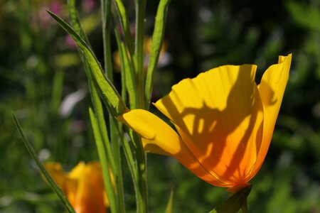 Yellow calyx flora photo