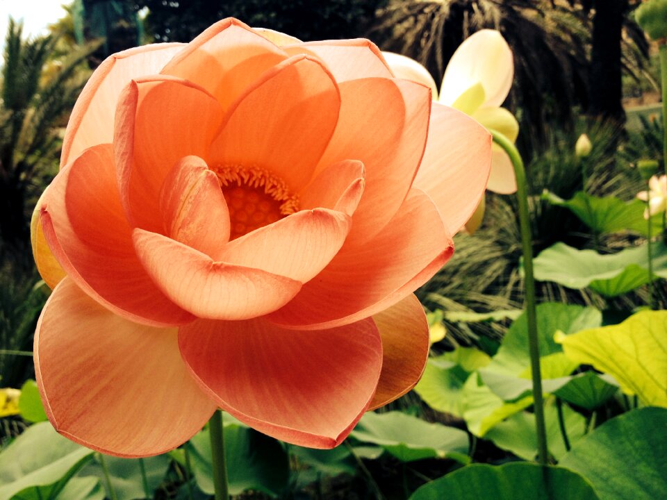 Plant pink beautiful