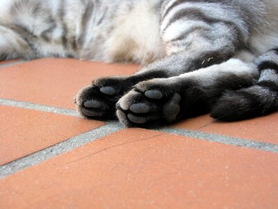 Feline foot pads pet