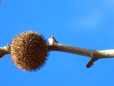 Branch bud plant