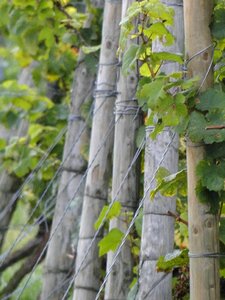 Vineyard posts post wire