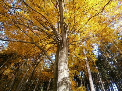 Leaves deciduous tree yellow