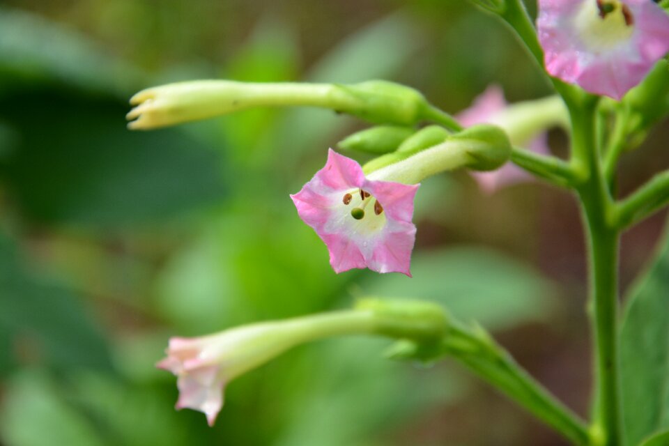 Pink pink flower plant