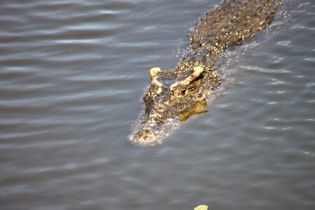 Crocodile cuba animal photo