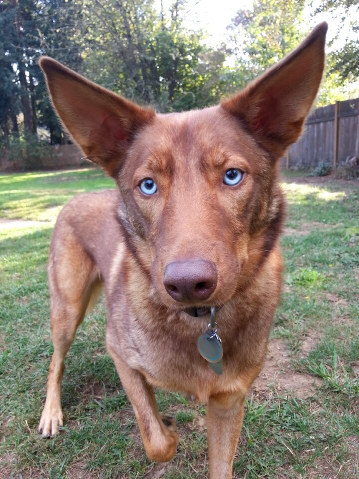 American indian dog age 3 years