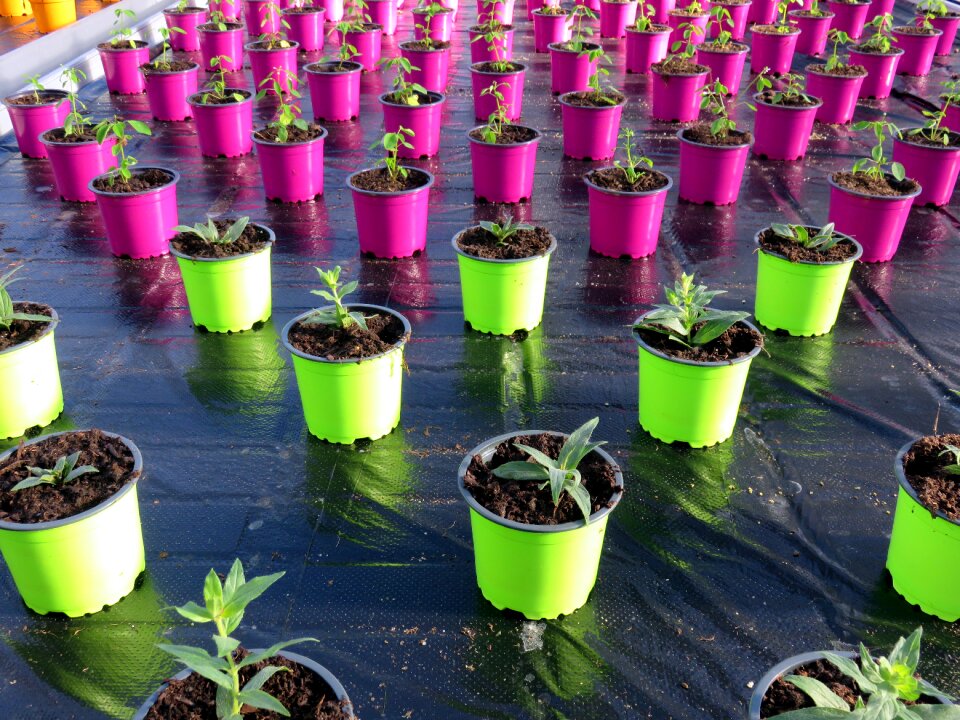 Color violet green