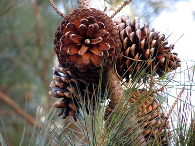 Conifer pine needles photo