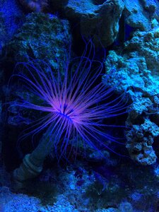 Coral underwater nature