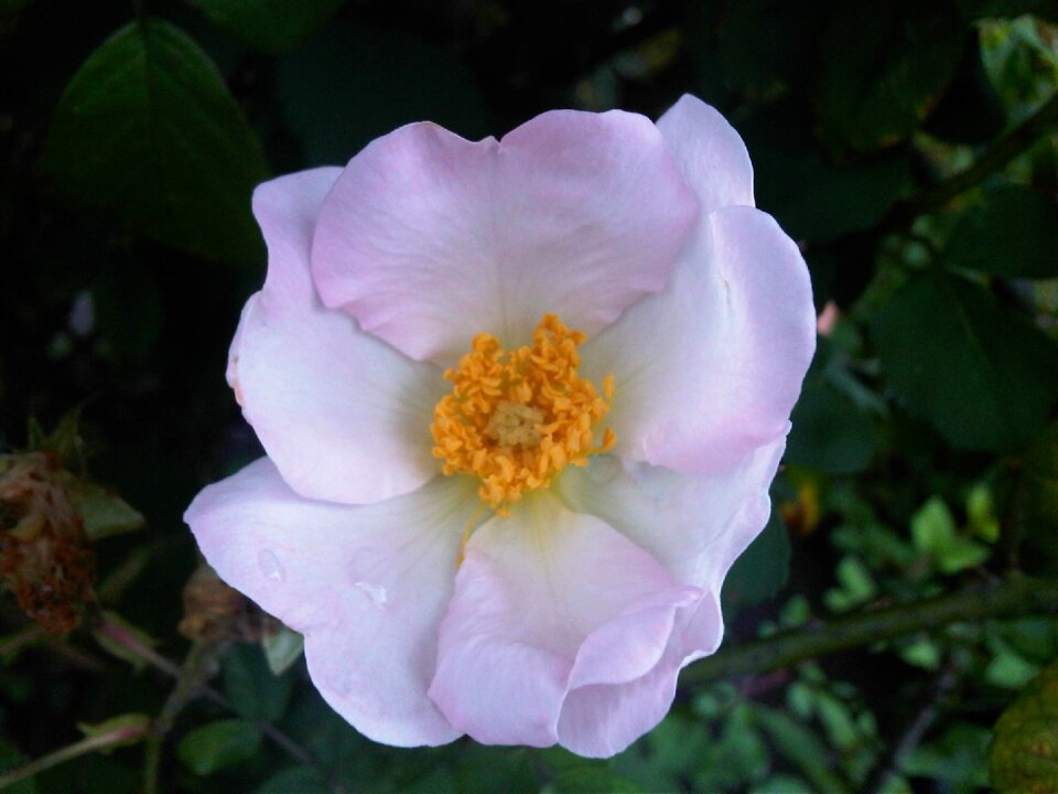 Nature blossom spring