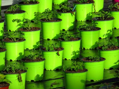 Color green plants