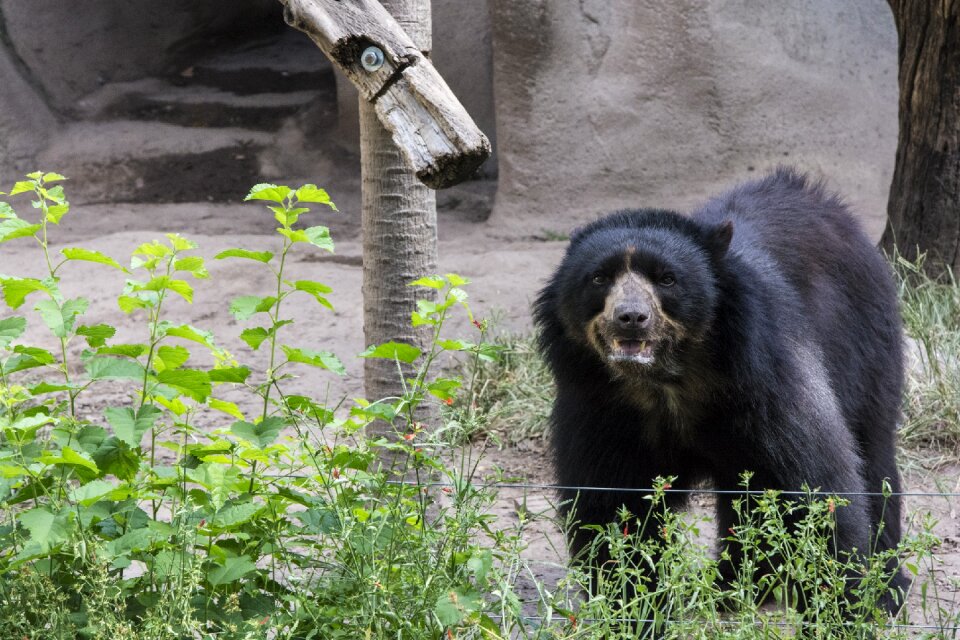 Animal nature disney