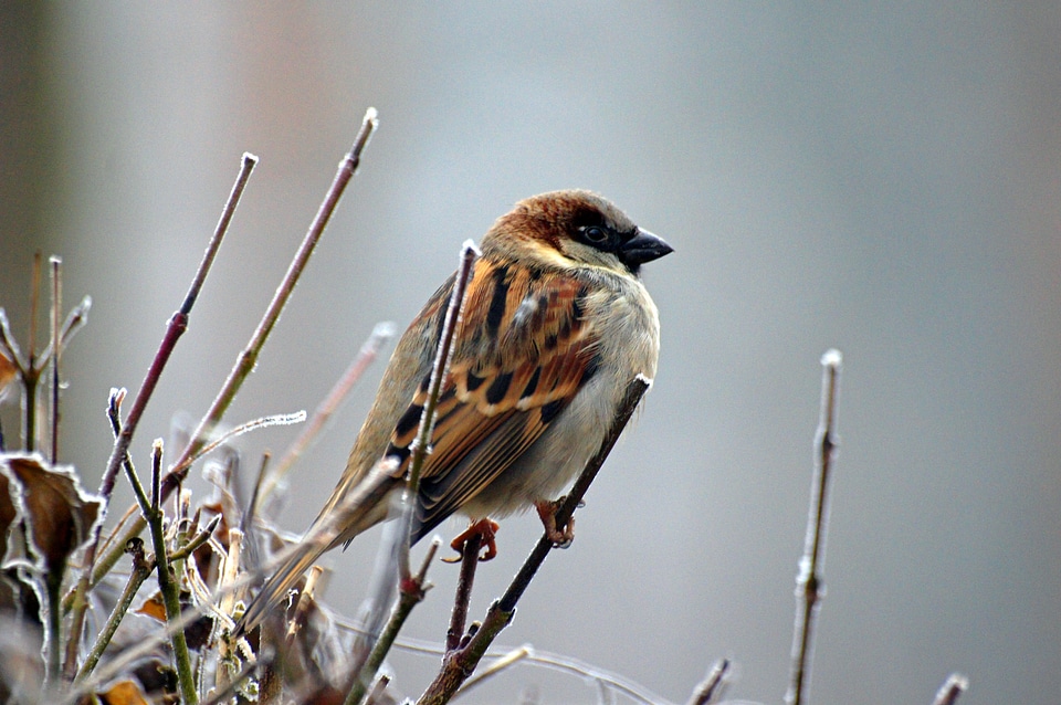 Bird animal nature