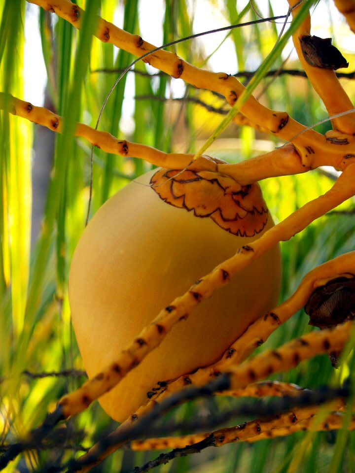 Plant tropics tree