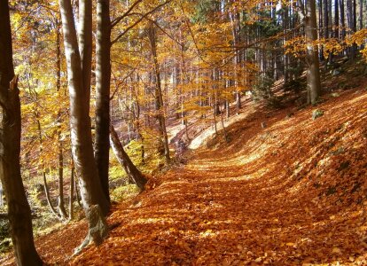 Fallen leaves trees path