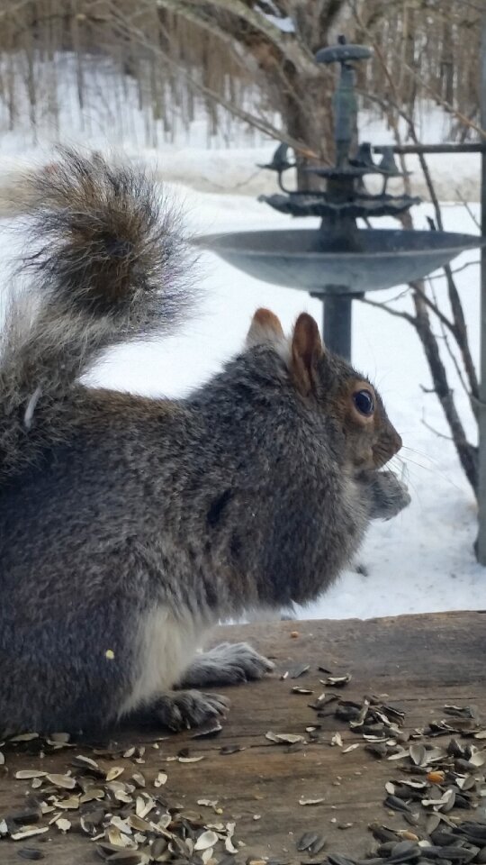 Wild rodent gray