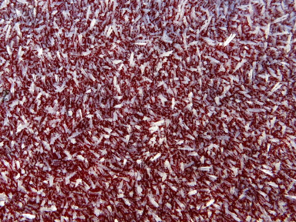Red white winter