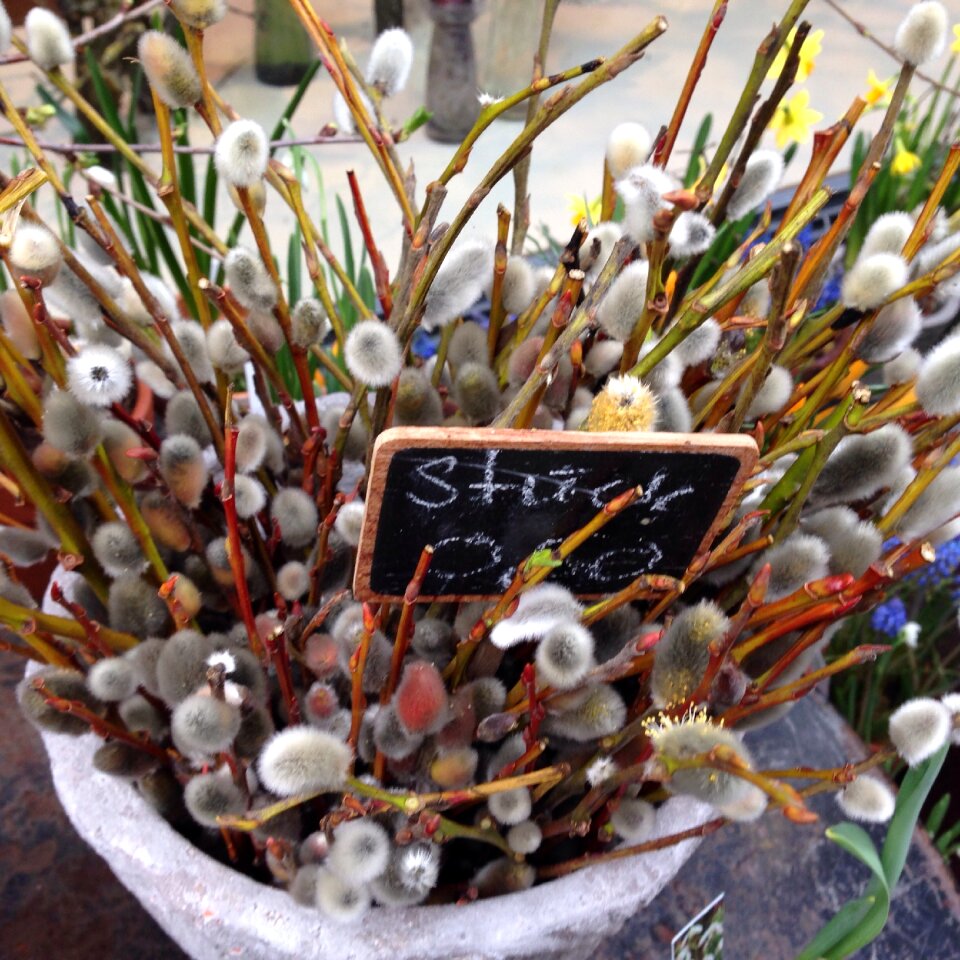 Willow catkin party luck