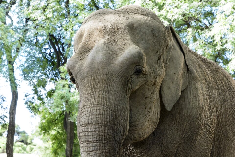 Elephant nature africa