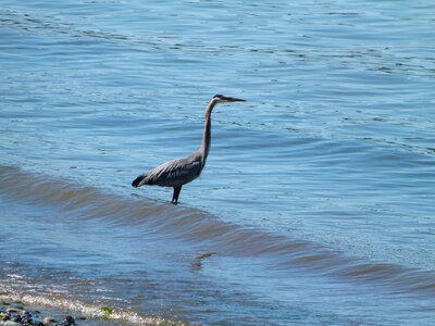 Ardea herodias ave aquatic photo