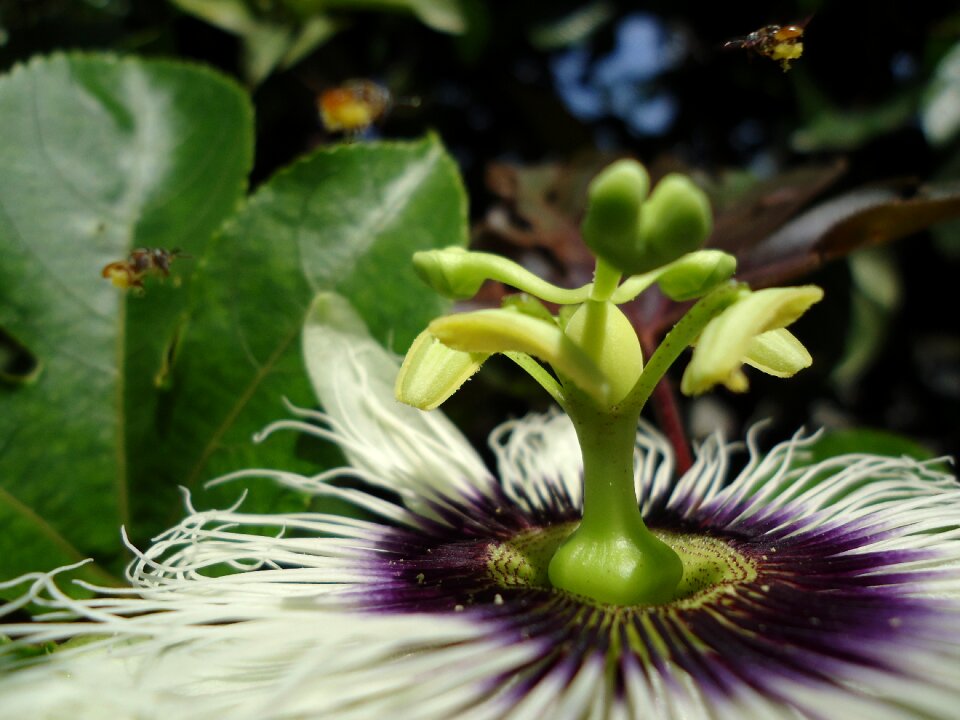 Nature insect pollination
