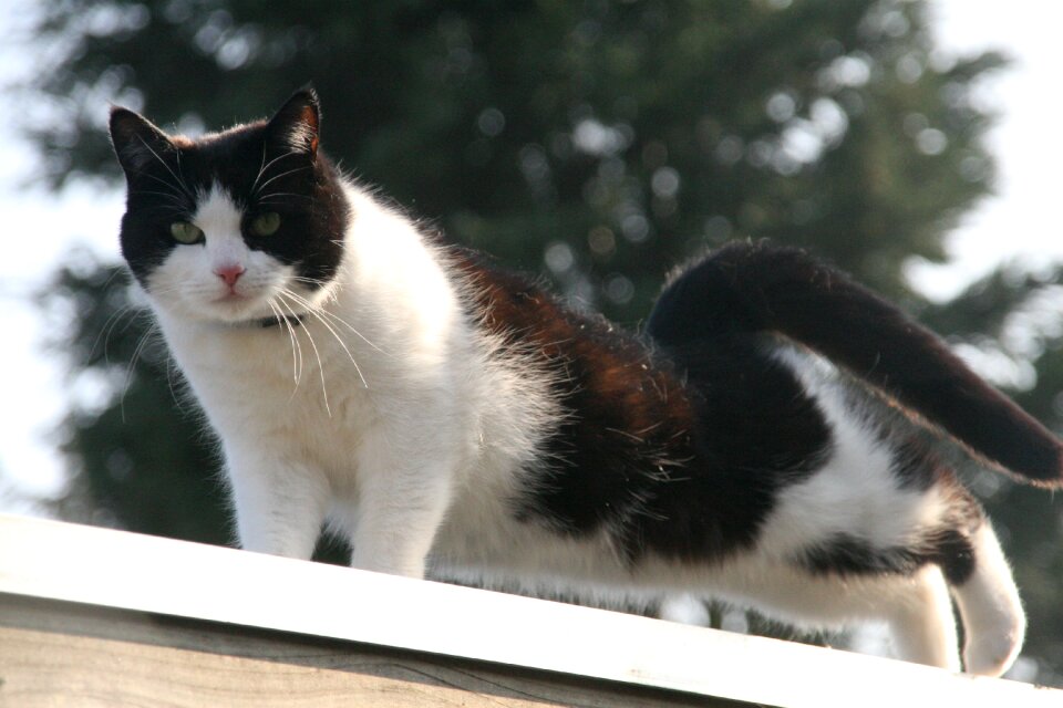Cat animals animal