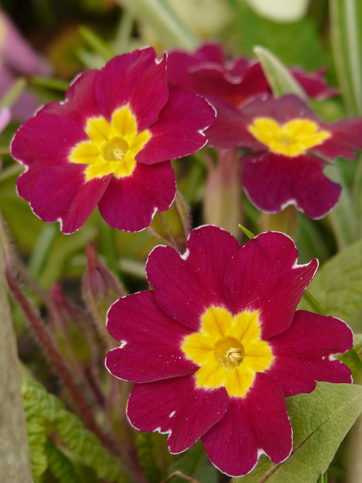 Primrose primula schaftlose schlüsselblume