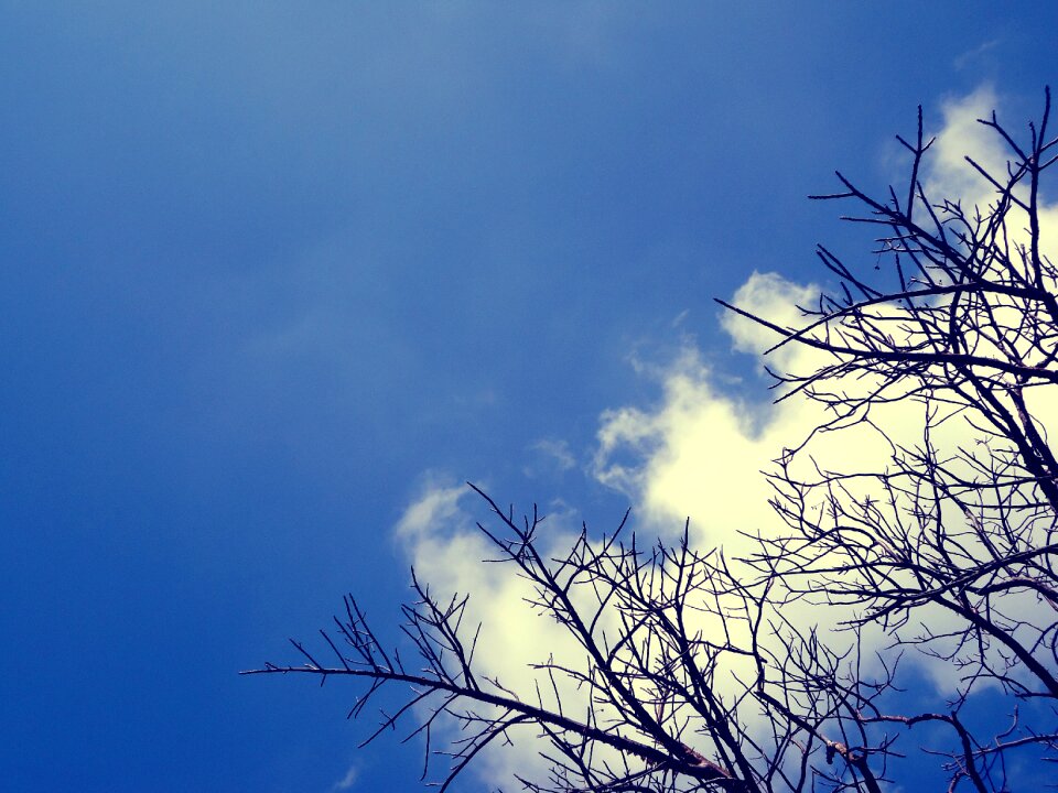 Blue landscape tree