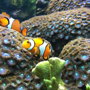 Fish sea underwater