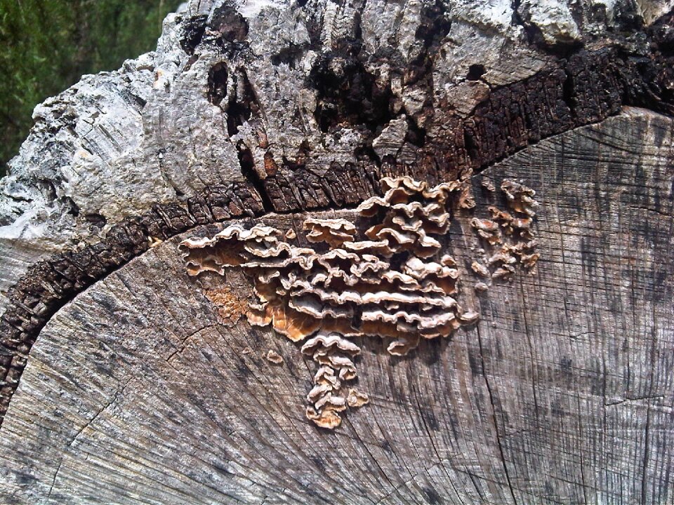 Nature trunk