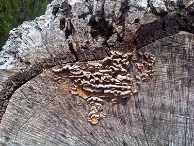 Nature trunk