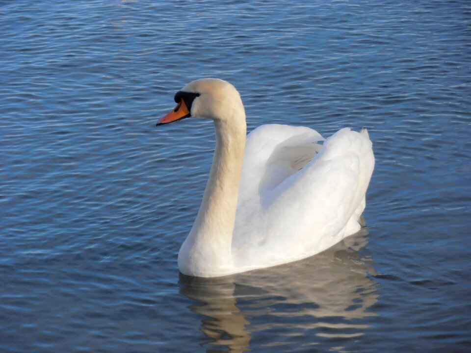 Nature bird water