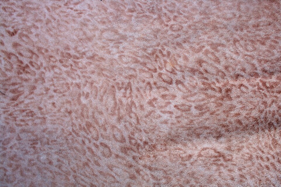 Leather texture texture animal