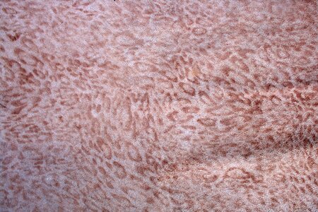 Leather texture texture animal