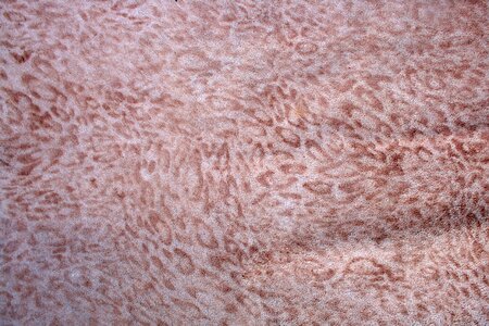 Leather texture texture animal photo