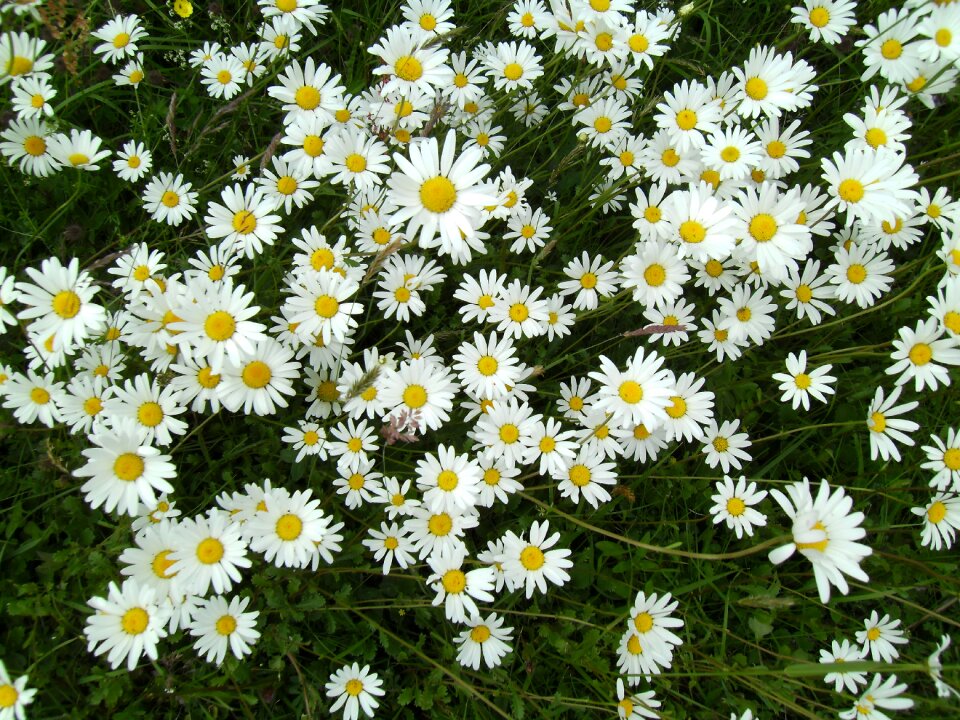 Summer meadow white