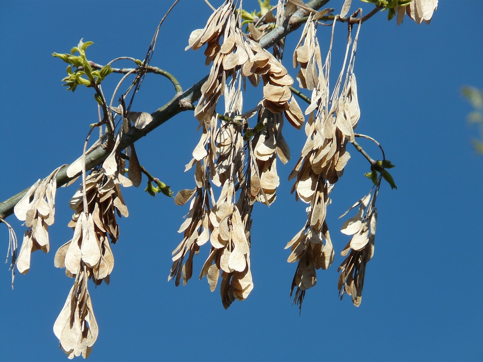 Tree engine branch