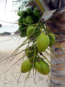 Plant tropics tree