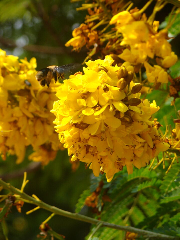 Bumblebee flowers tree