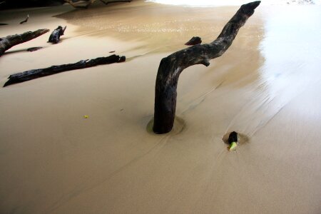 Driftwood ocean water photo